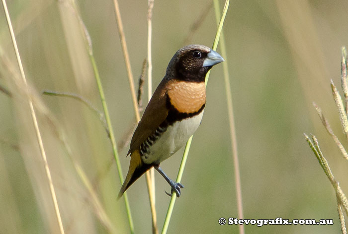 Chestnut-breasted Mannikin