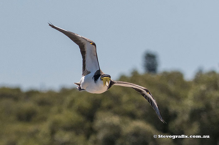 Masked Lapwing