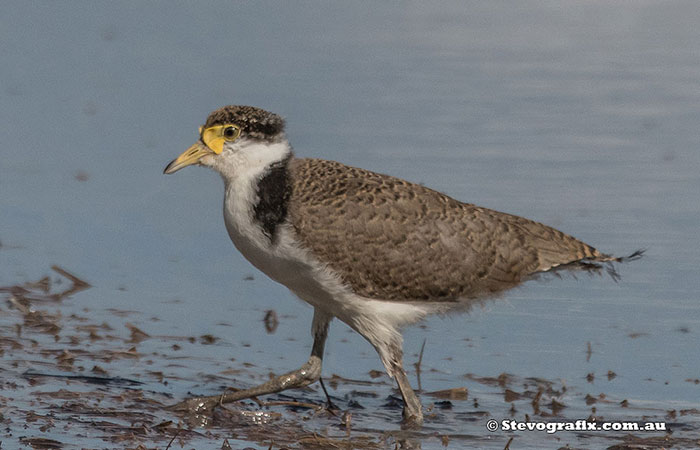 Juvenile Masked Lapwing