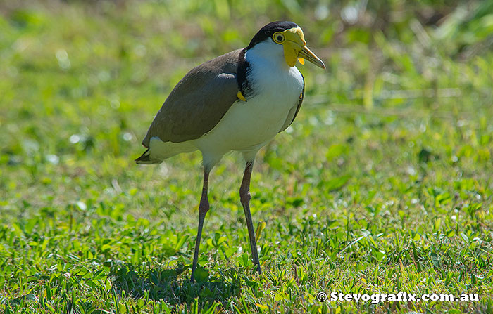 Masked Lapwing