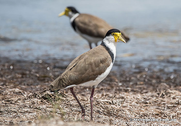 Masked Lapwing