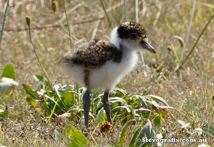 Masked Lapwing chick