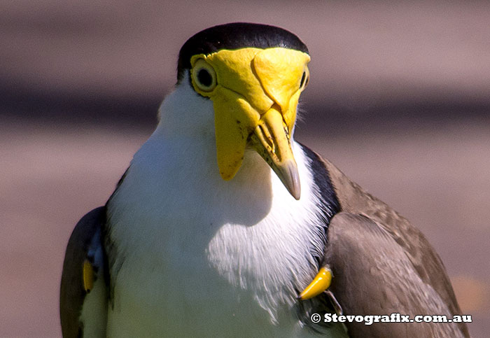 Masked Lapwing