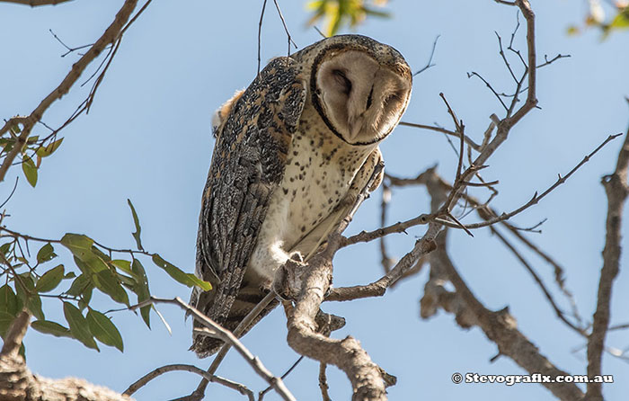 Masked Owl