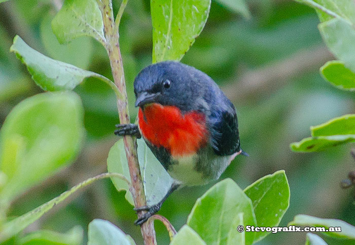 Mistletoe Bird