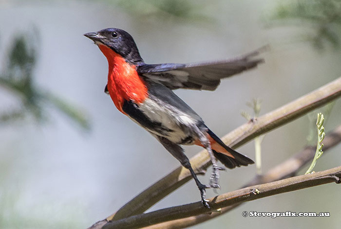 Mistletoe Bird