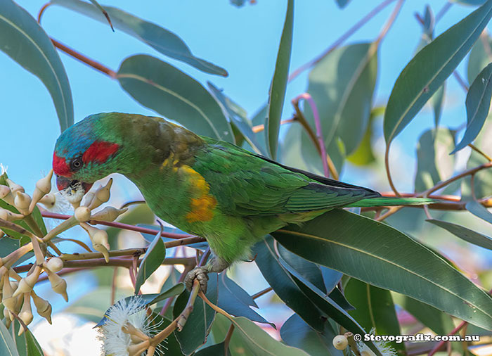 Musk Lorikeet