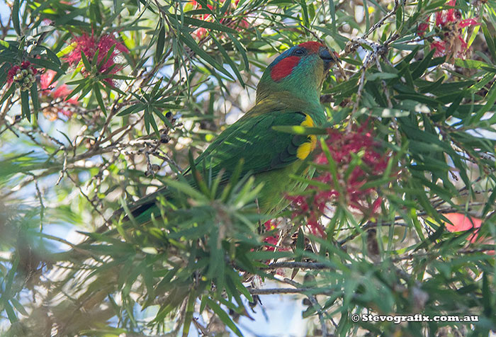 Musk Lorikeet