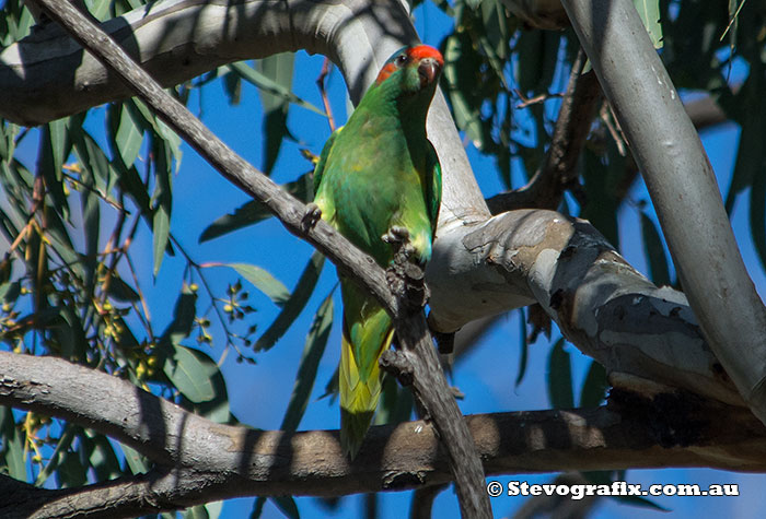 Musk Lorikeet