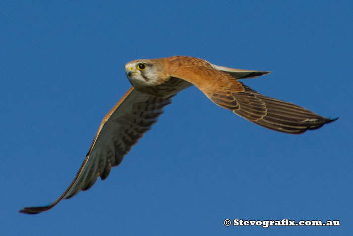 Nankeen Kestrel in flight