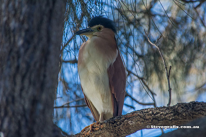 Nankeen Night Heron