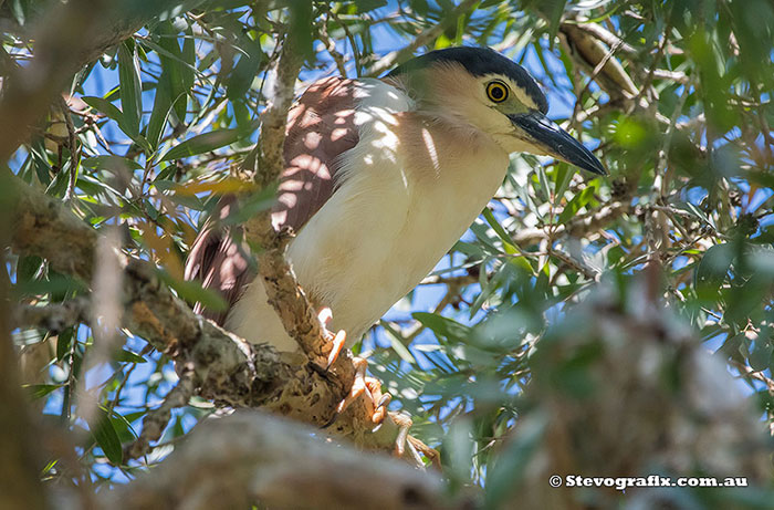 Nankeen Night Heron