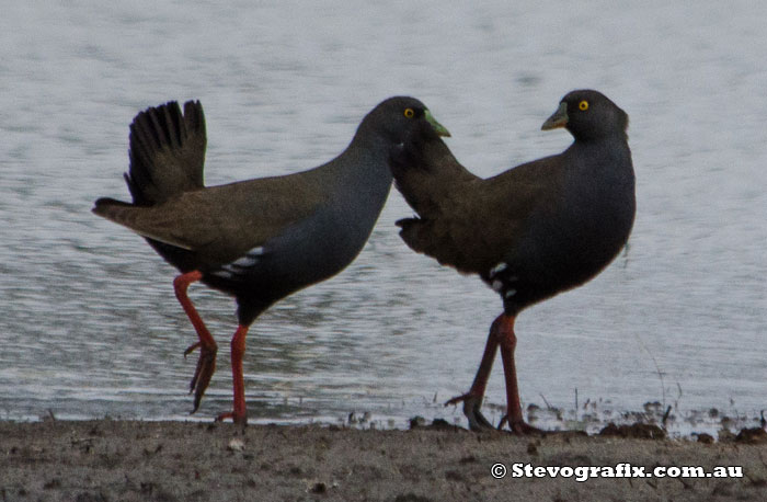 Black-tailed Native-hens