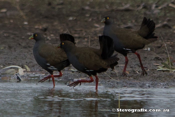 Black-tailed Native-hens