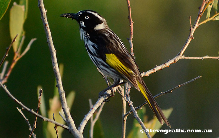 New Holland Honeyeater