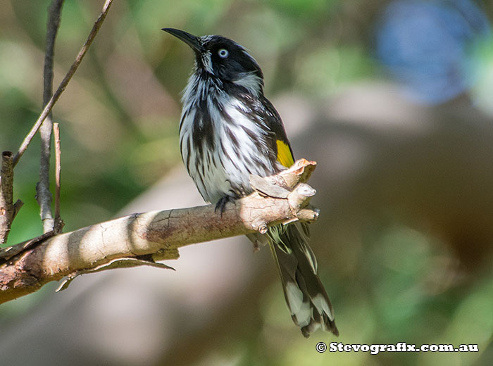 New Holland Honeyeater