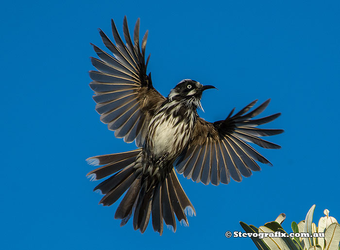 New Holland Honeyeater