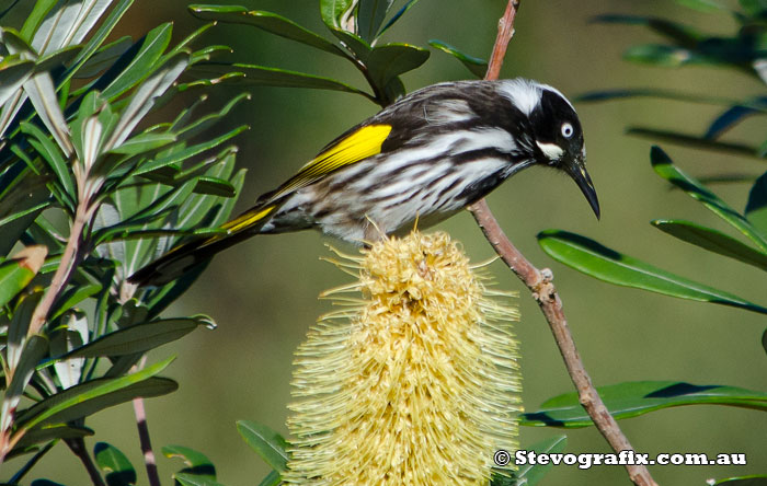 New Holland Honeyeater