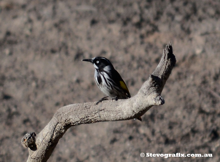 New Holland Honeyeater - Phylidonyris novaehollandiae at Little Desert National Park, Vic