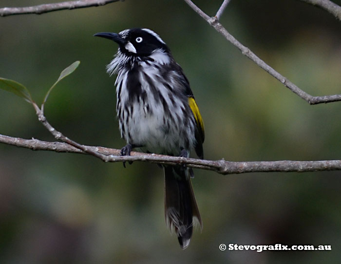 New Holland Honeyeater