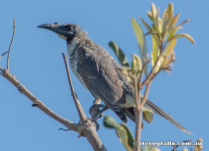 Noisy Friarbird