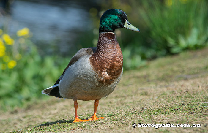 Nothern Mallard