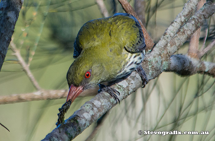 Olive-backed Oriole