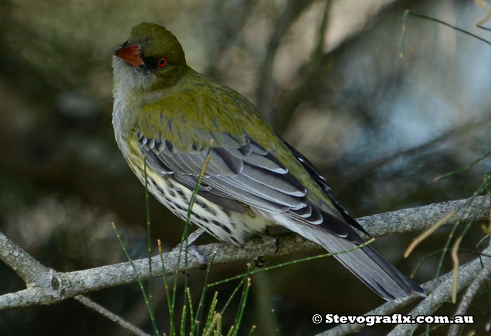 Olive-backed Oriole