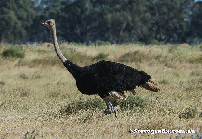 Male Ostrich