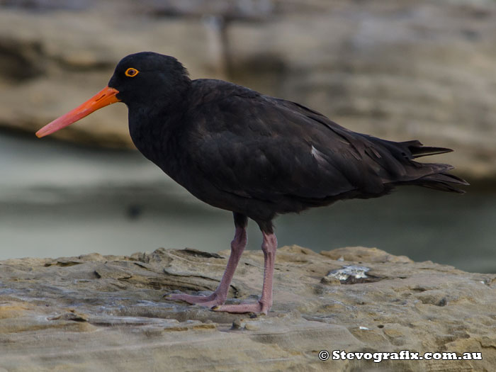 Sooty Oystercatcher