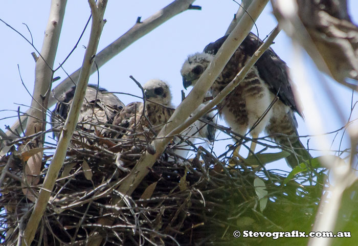 Pacific Baza