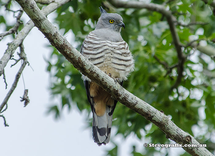 Pacific Baza