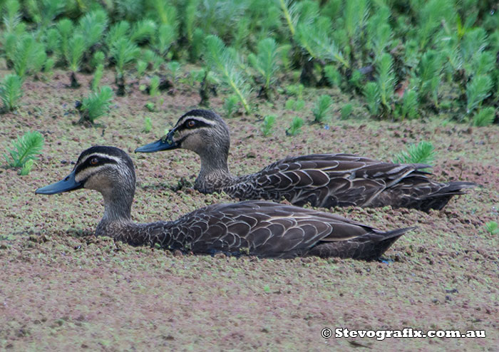 Pacific Black Ducks