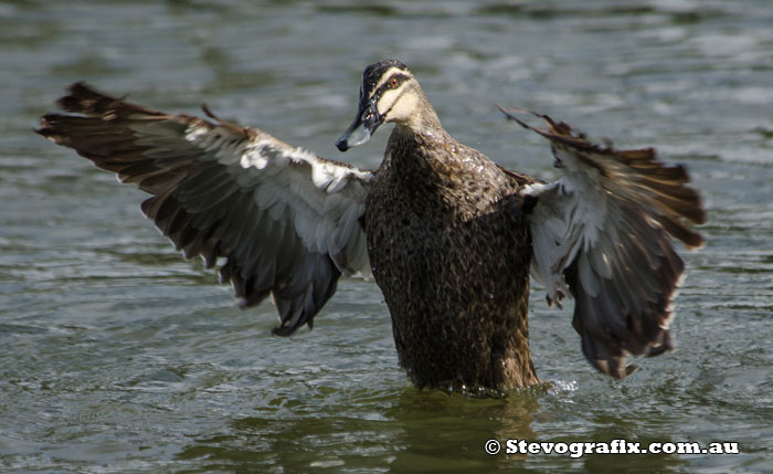 Pacific Black Duck