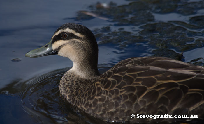 Pacific Black Duck