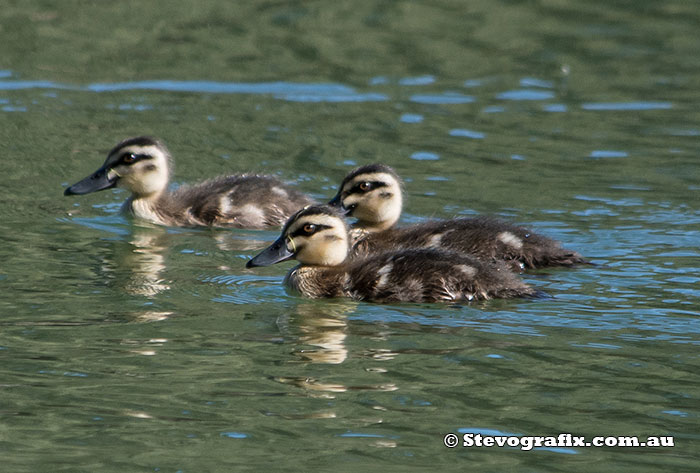 Pacific Black Ducklings