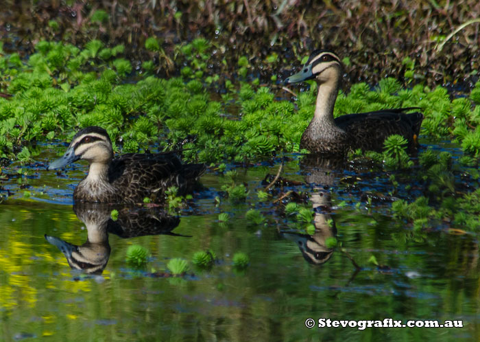 pacific Black Ducks