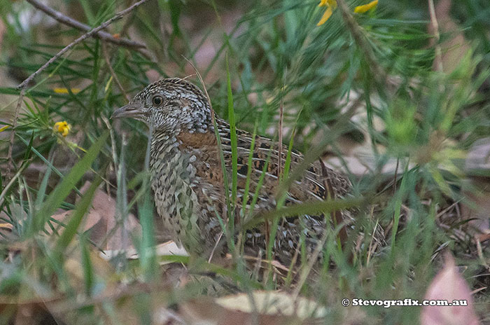 Painted Button-quail