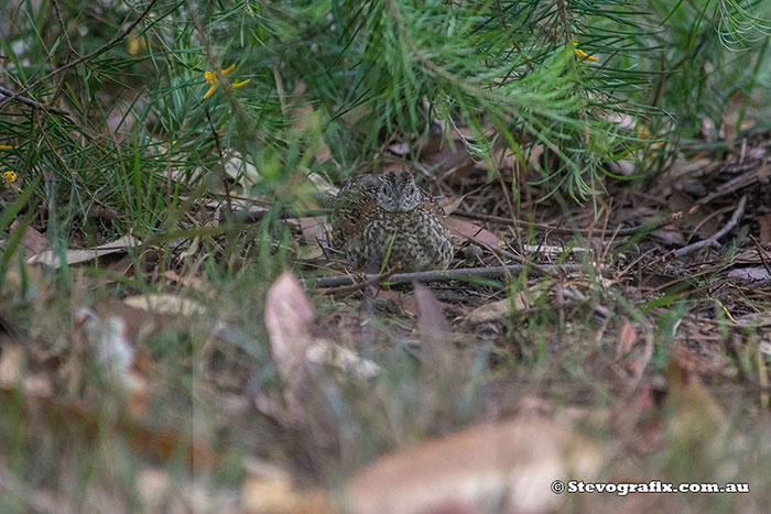 Painted Button-quail