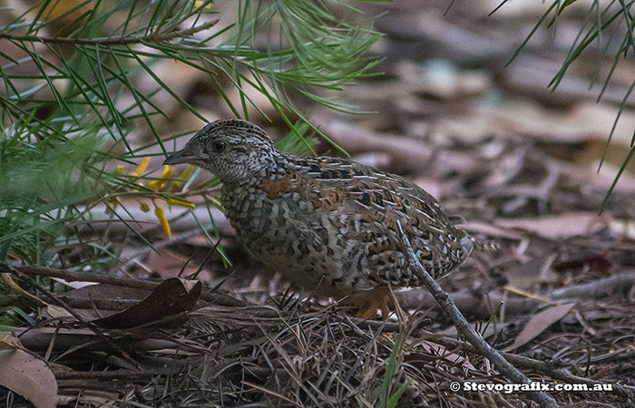 Painted Button-quail