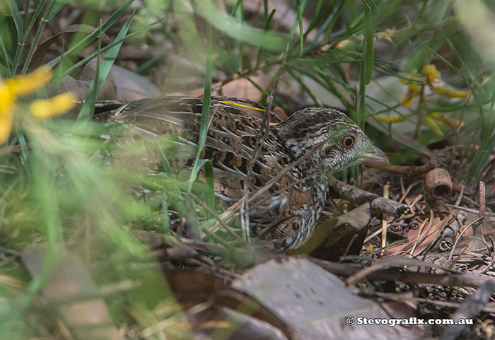 Painted Button-quail