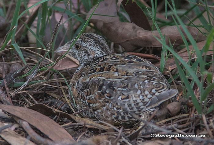 Painted Button-quail