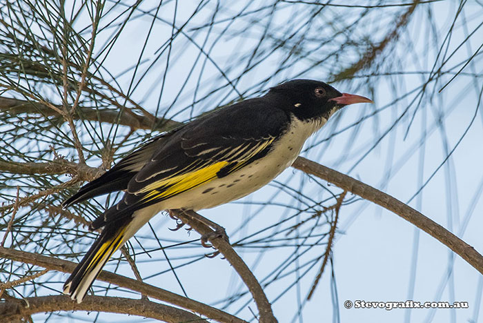 Painted Honeyeater