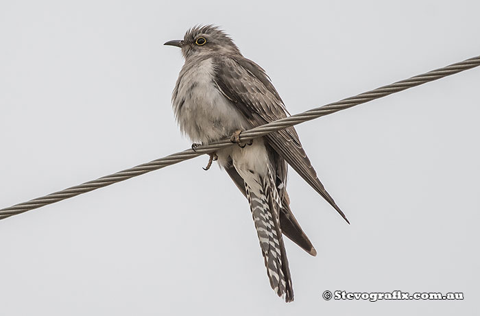 Pallid Cuckoo