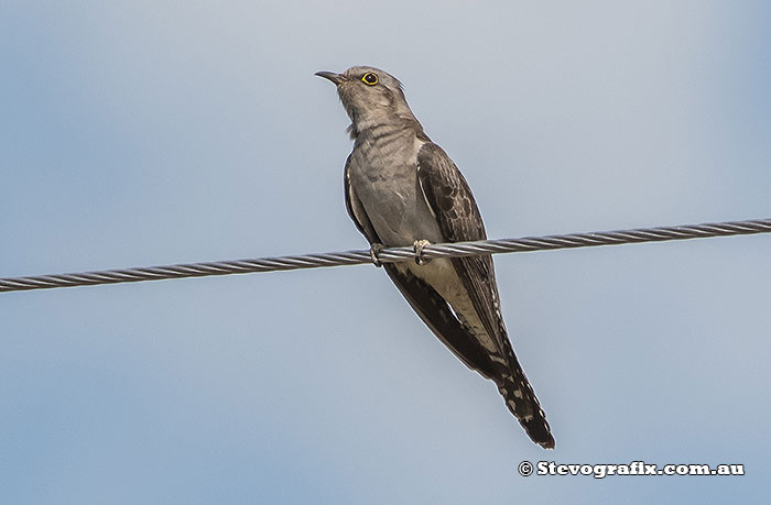 Pallid Cuckoo