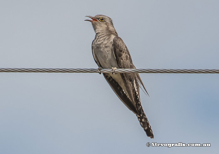 Pallid Cuckoo