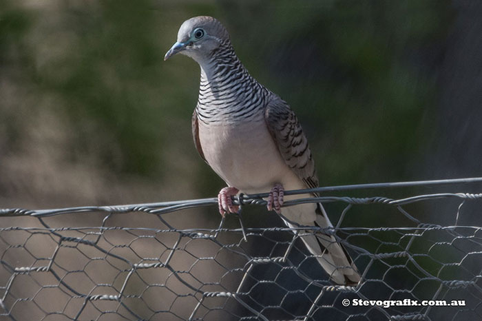 Peaceful Dove