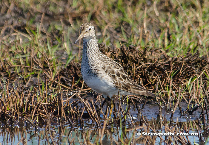 Petrol Sandpiper