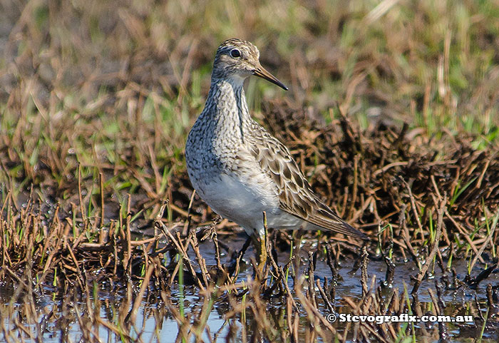 Petrol Sandpiper