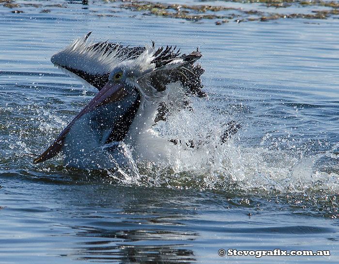 Male Pelican courting